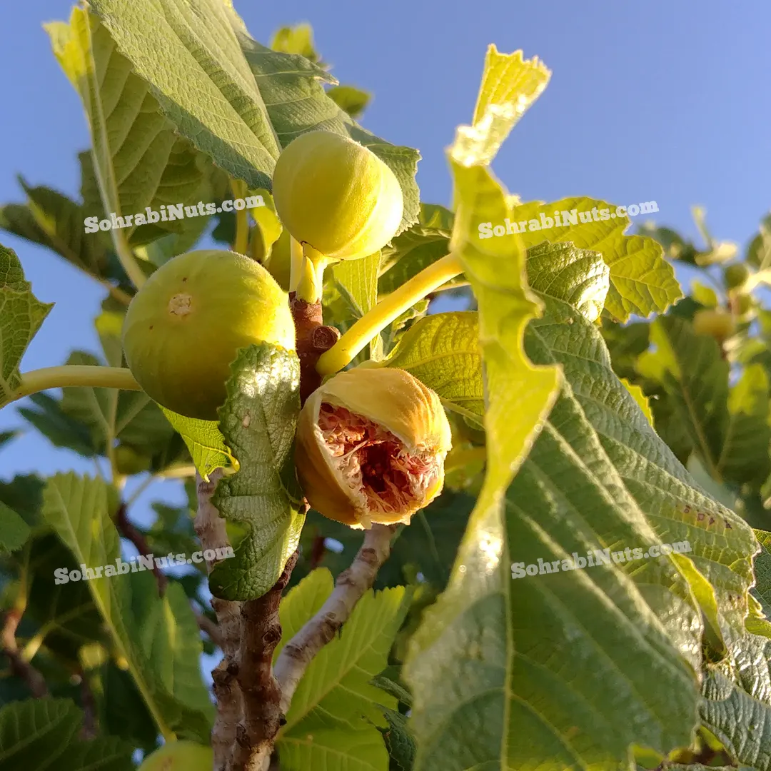انجیر خشک انجیر خشک از میوه های بسیار مغذی و مفید برای سلامتی انسان است