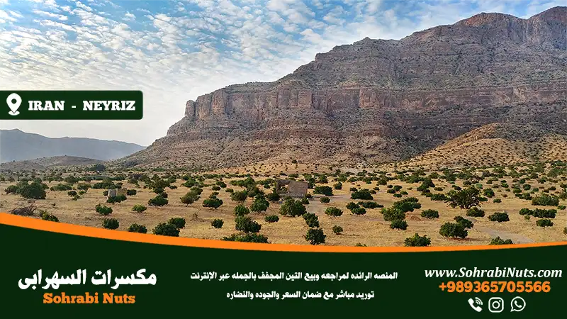 اشترِ التين المجفف | حديقة التين الإيرانية في نيريز