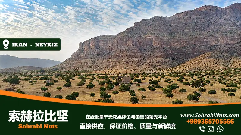 购买无花果干 |美丽的 Irabuy 无花果干 ， 内里兹的伊朗无花果园， 无花果园
