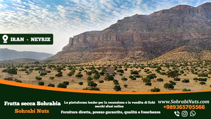 comprare fichi secchi, giardino di fichi iraniani a neyriz