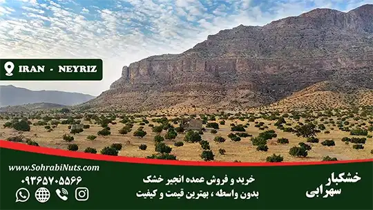 باغ انجیر واقع در شهر نی ریز از اصلی ترین مناطق تولید انجیر خشک