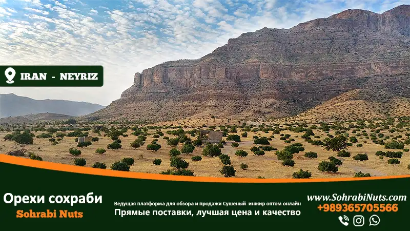 Купить сушеный инжир, Сад иранского инжира в Нейризе