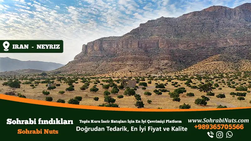 Kuru İncir Satın Al , Neyriz'de İran İncir Bahçesi
