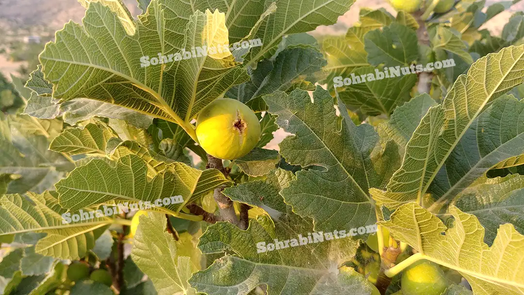 میوه انجیر تازه میوه انجیر تازه از باغات انجیر نی ریز