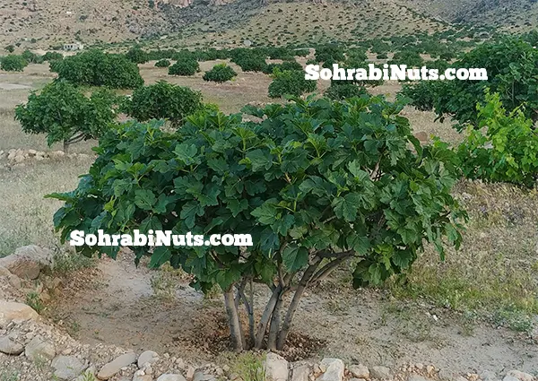 درخت انجیر درخت انجیر از خانواده توت هاست و تا 3 متر میتواند ارتفاع داشته باشد